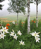 （大賞）朝霧の妖精（西村信子）