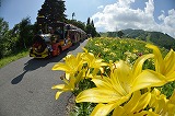 （特選）ユリに迎えられ（永野博昭）