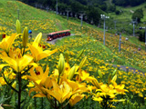 （大賞）金色の花園列車（佐藤正幸）