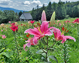 （特選）花園の村（広瀬護）